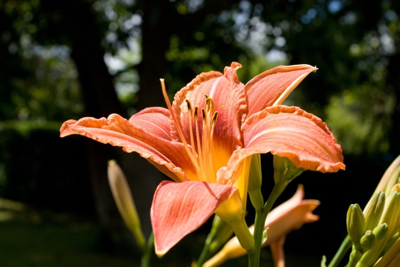 38 Types of Orange Flowers (With Pictures)