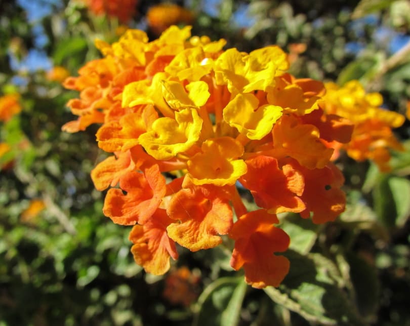 38 Types of Orange Flowers (With Pictures)