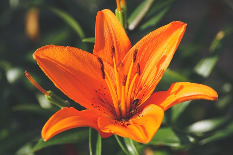 38 Types of Orange Flowers (With Pictures)