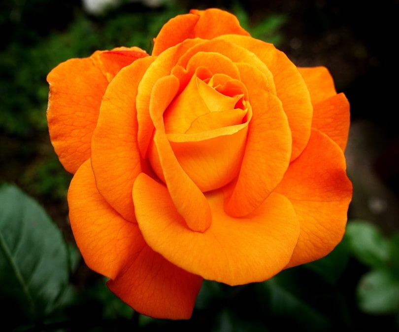 38 Types of Orange Flowers (With Pictures)