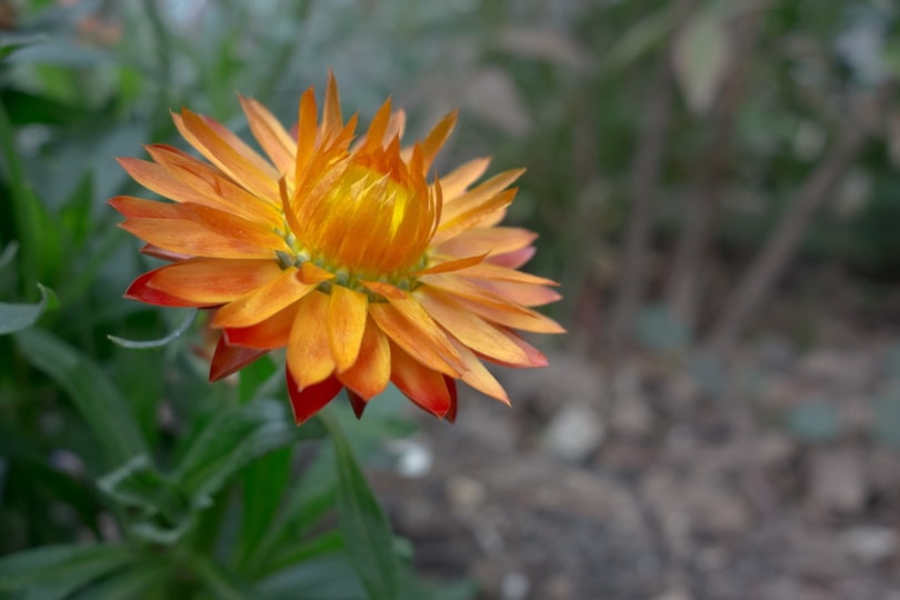 38 Types of Orange Flowers (With Pictures)
