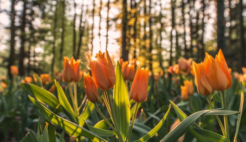38 Types of Orange Flowers (With Pictures)