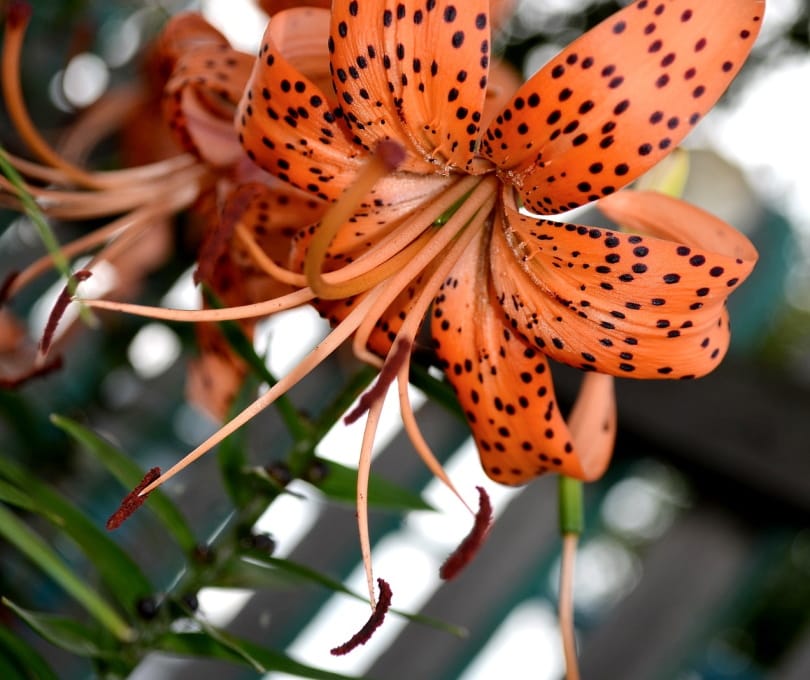 38 Types of Orange Flowers (With Pictures)