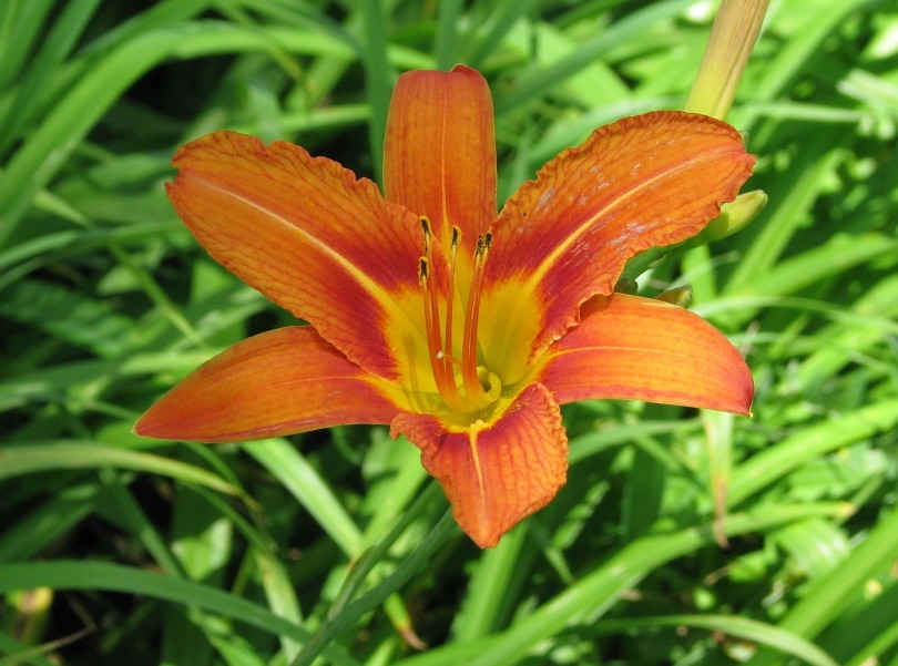 38 Types of Orange Flowers (With Pictures)