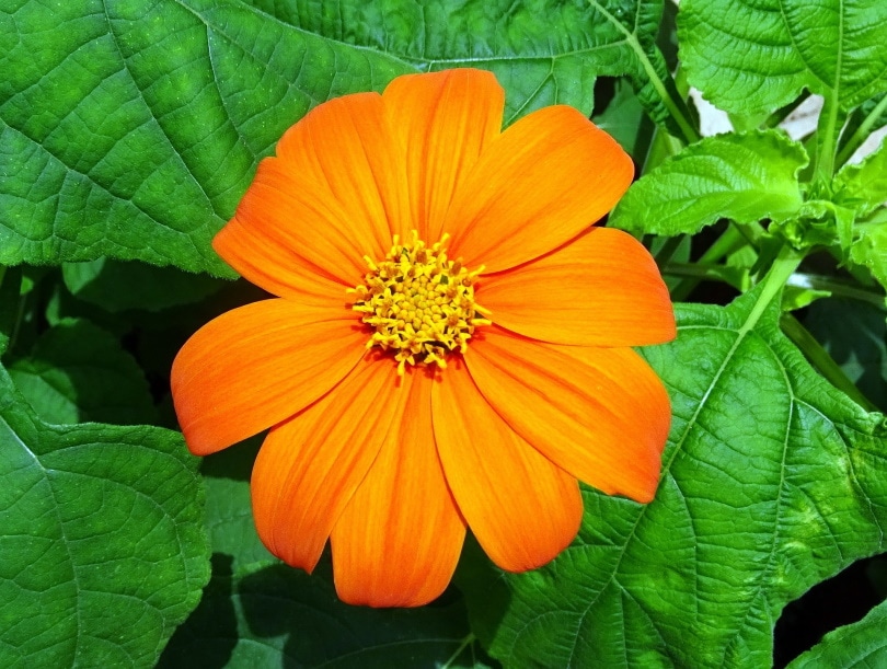 38 Types of Orange Flowers (With Pictures)