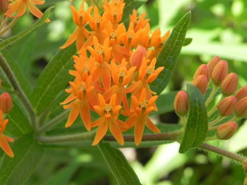 38 Types of Orange Flowers (With Pictures)