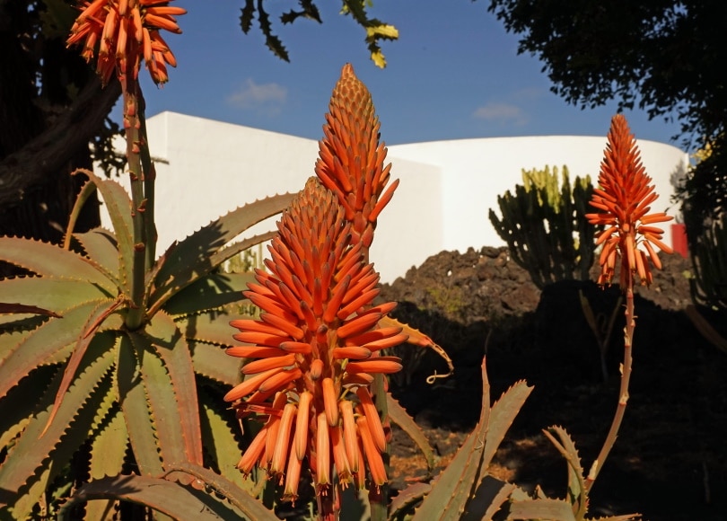 38 Types of Orange Flowers (With Pictures)
