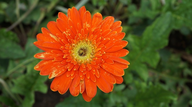 38 Types of Orange Flowers (With Pictures)