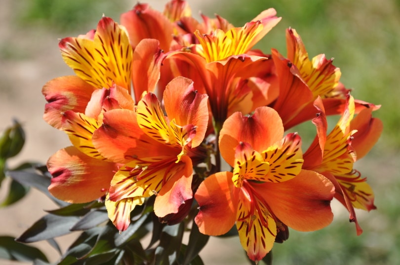 38 Types of Orange Flowers (With Pictures)