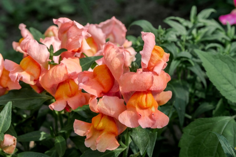 38 Types of Orange Flowers (With Pictures)