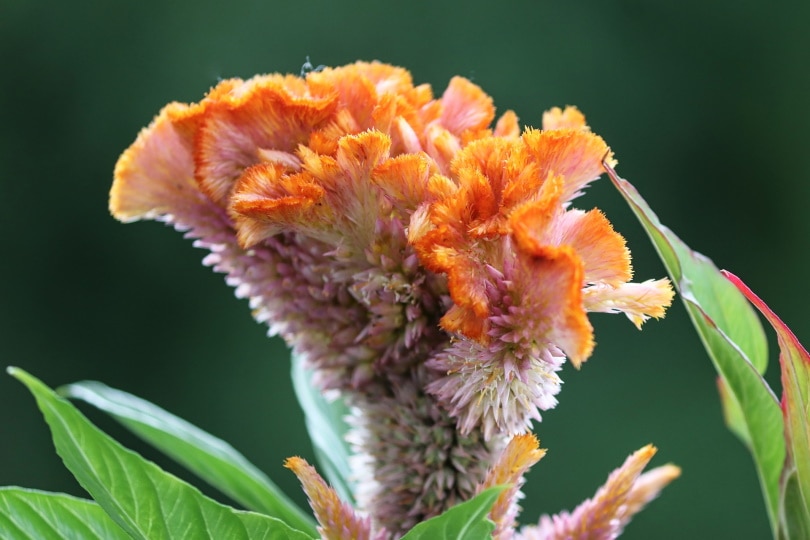 38 Types of Orange Flowers (With Pictures)