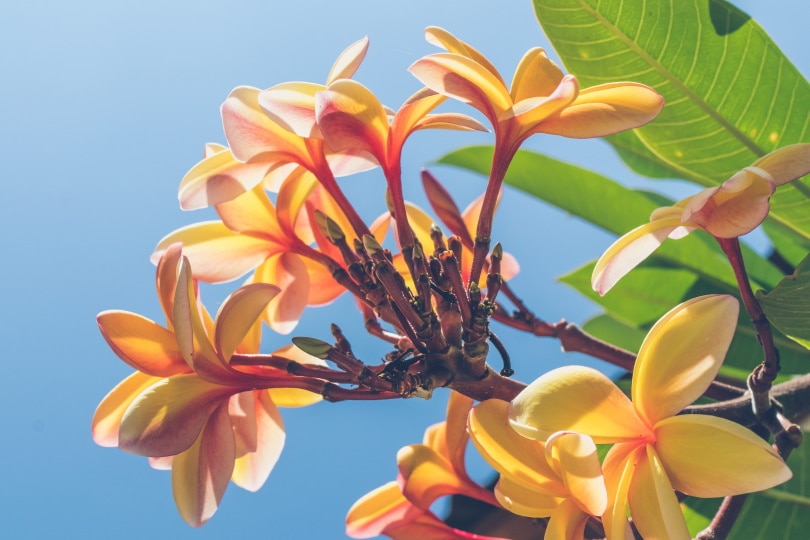 38 Types of Orange Flowers (With Pictures)