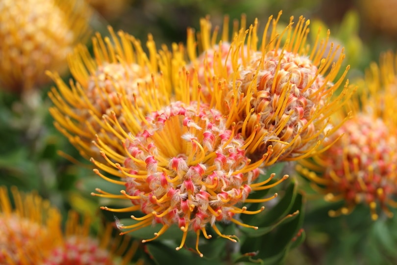 38 Types of Orange Flowers (With Pictures)