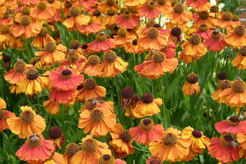 38 Types of Orange Flowers (With Pictures)