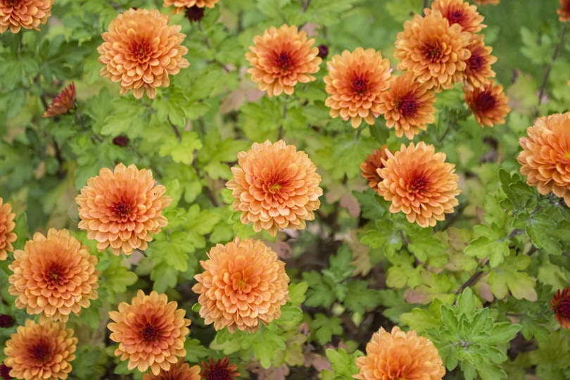 38 Types of Orange Flowers (With Pictures)