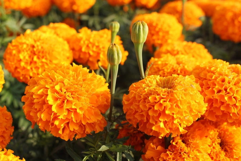 38 Types of Orange Flowers (With Pictures)