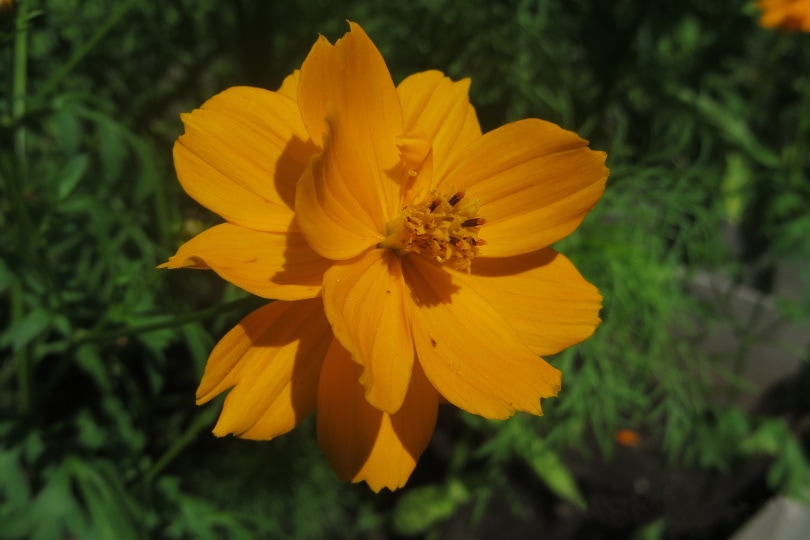 38 Types of Orange Flowers (With Pictures)