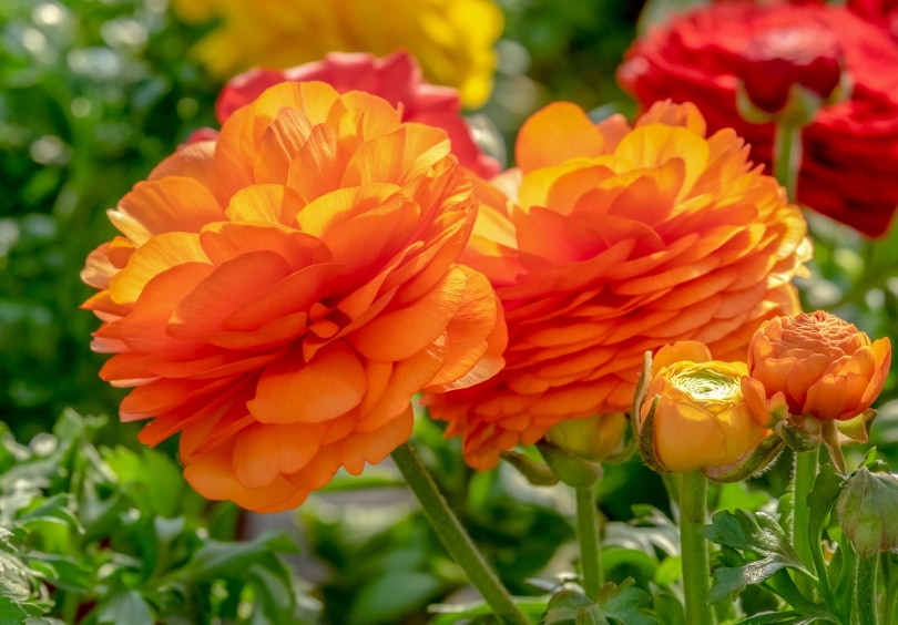 38 Types of Orange Flowers (With Pictures)