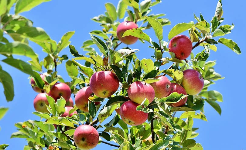 8 Types of Fruit Trees (with Pictures)