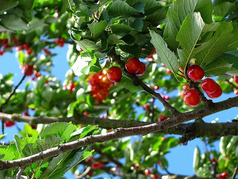 8 Types of Fruit Trees (with Pictures)