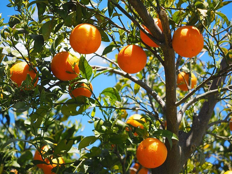 8 Types of Fruit Trees (with Pictures)