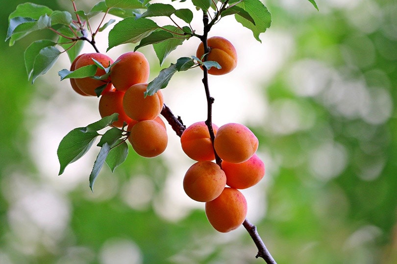 8 Types of Fruit Trees (with Pictures)