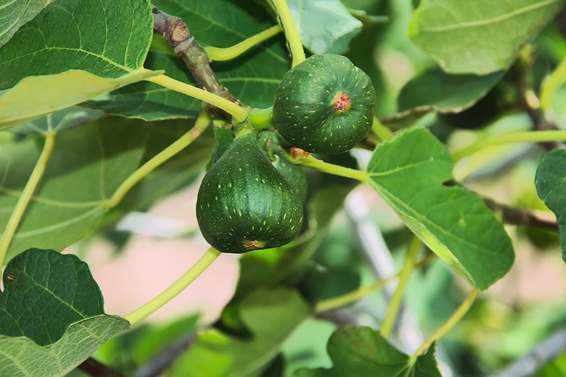 8 Types of Fruit Trees (with Pictures)