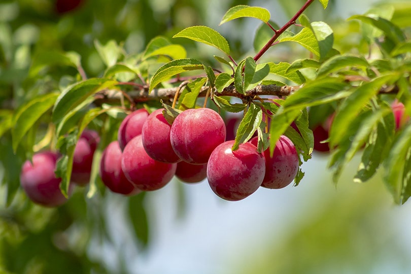 8 Types of Fruit Trees (with Pictures)