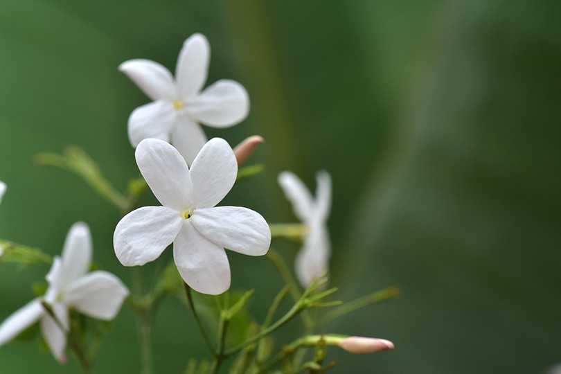 15 Types of Jasmine Flowers (With Pictures)