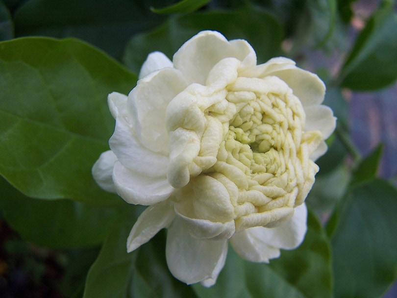 15 Types of Jasmine Flowers (With Pictures)