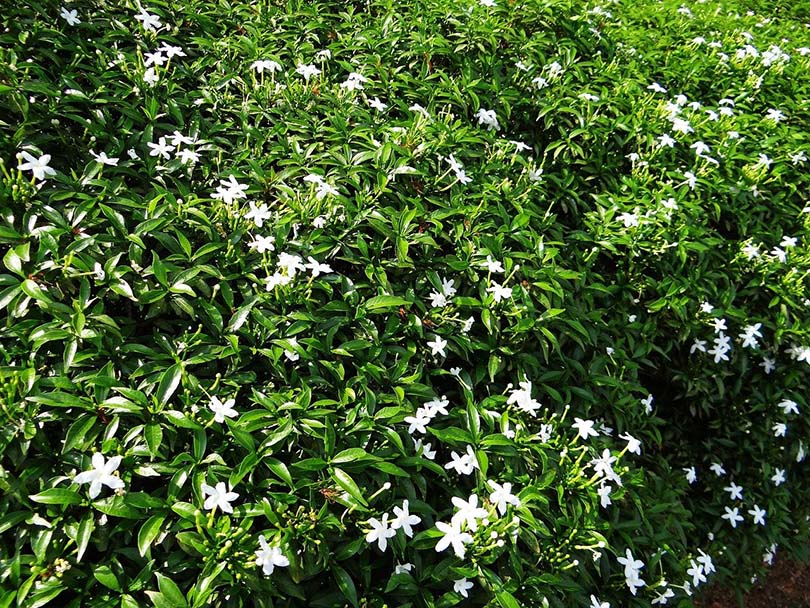 15 Types of Jasmine Flowers (With Pictures)