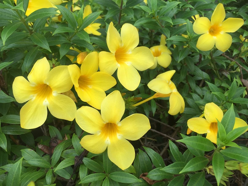 15 Types of Jasmine Flowers (With Pictures)