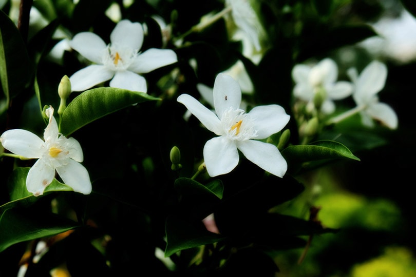 15 Types of Jasmine Flowers (With Pictures)
