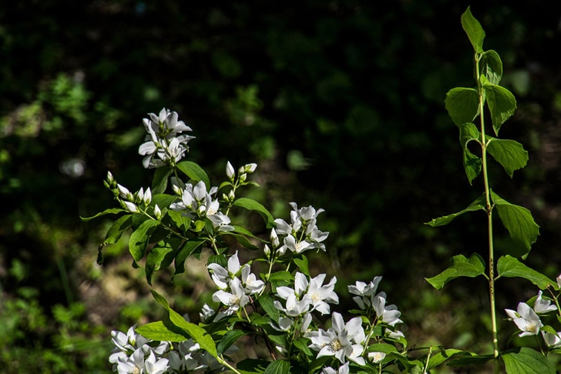 15 Types of Jasmine Flowers (With Pictures)