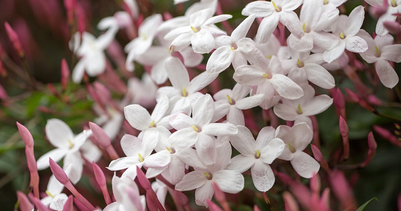 15 Types of Jasmine Flowers (With Pictures)