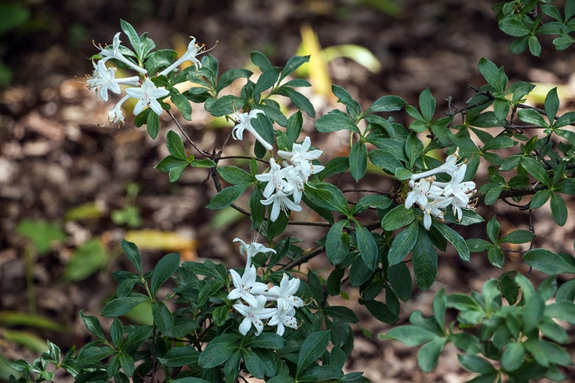 15 Types of Jasmine Flowers (With Pictures)