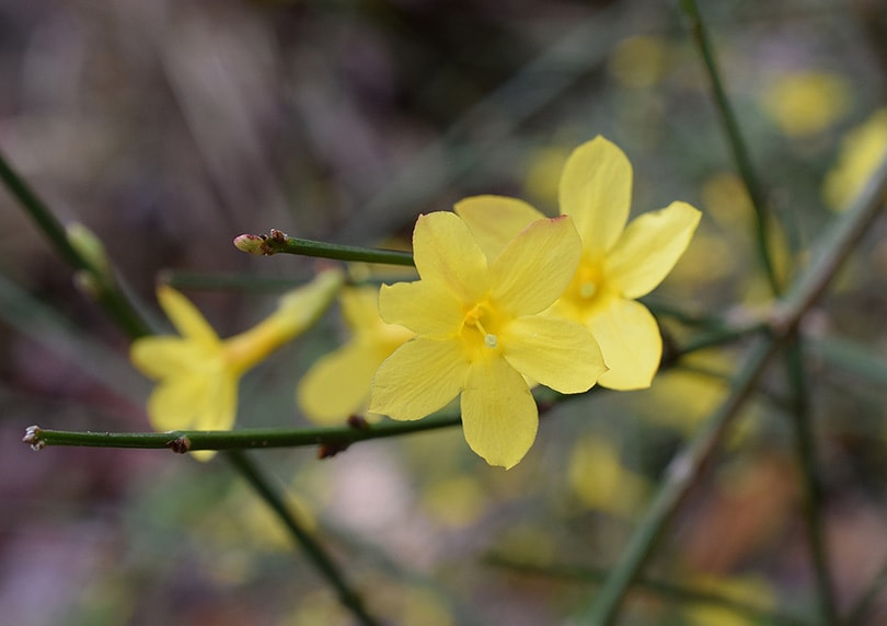 15 Types of Jasmine Flowers (With Pictures)