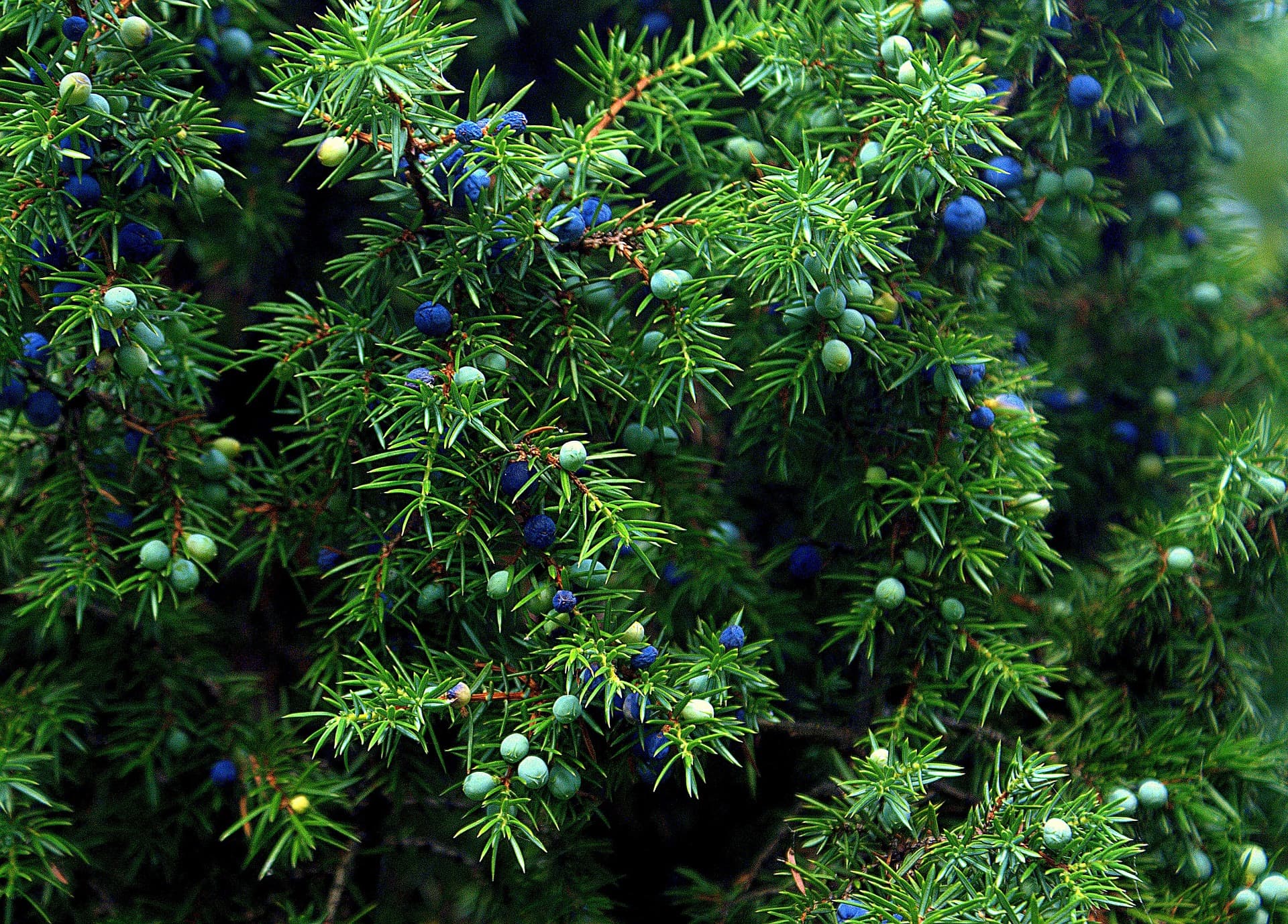 10 Various Species of Juniper Trees