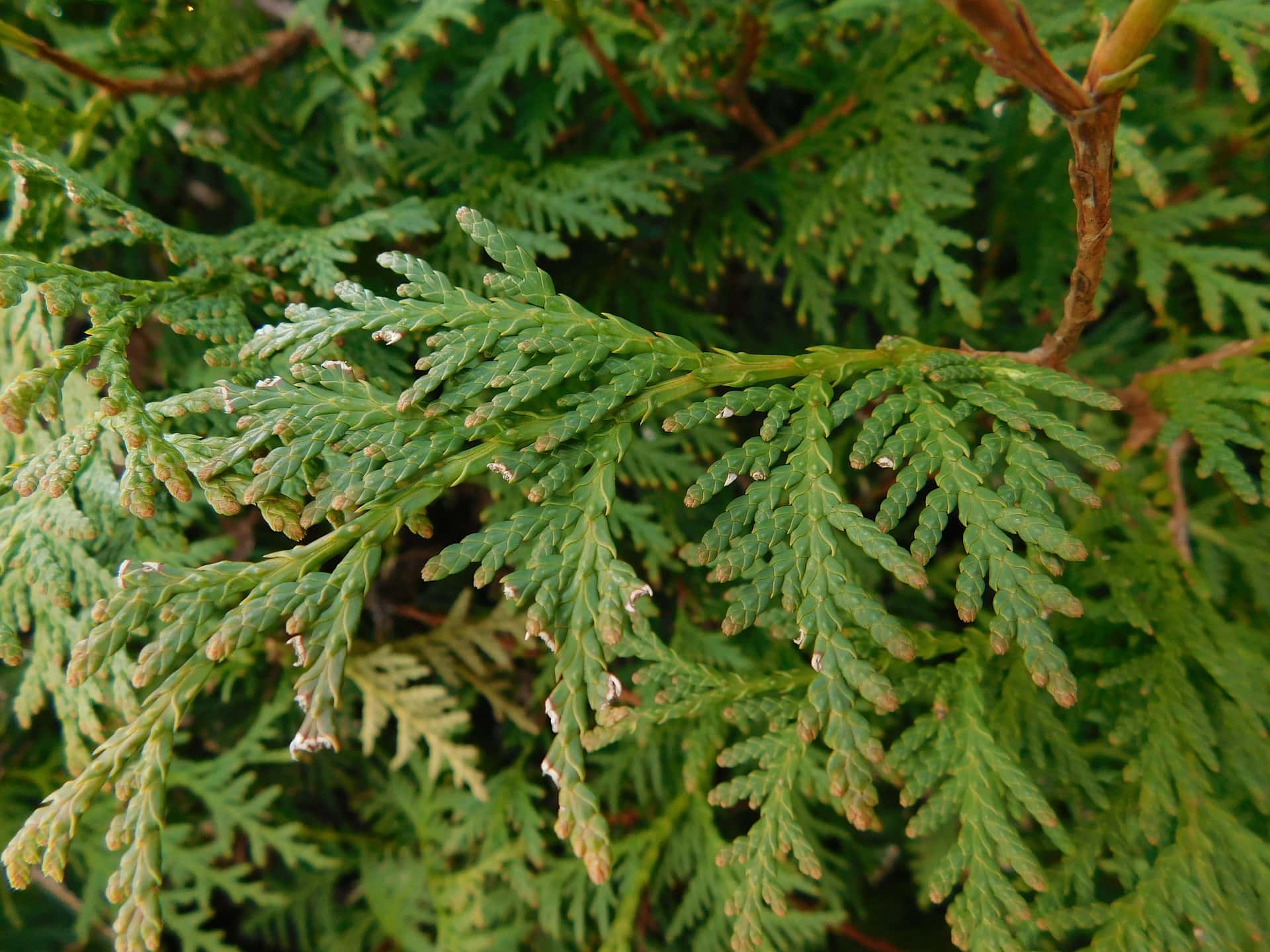 10 Various Species of Juniper Trees