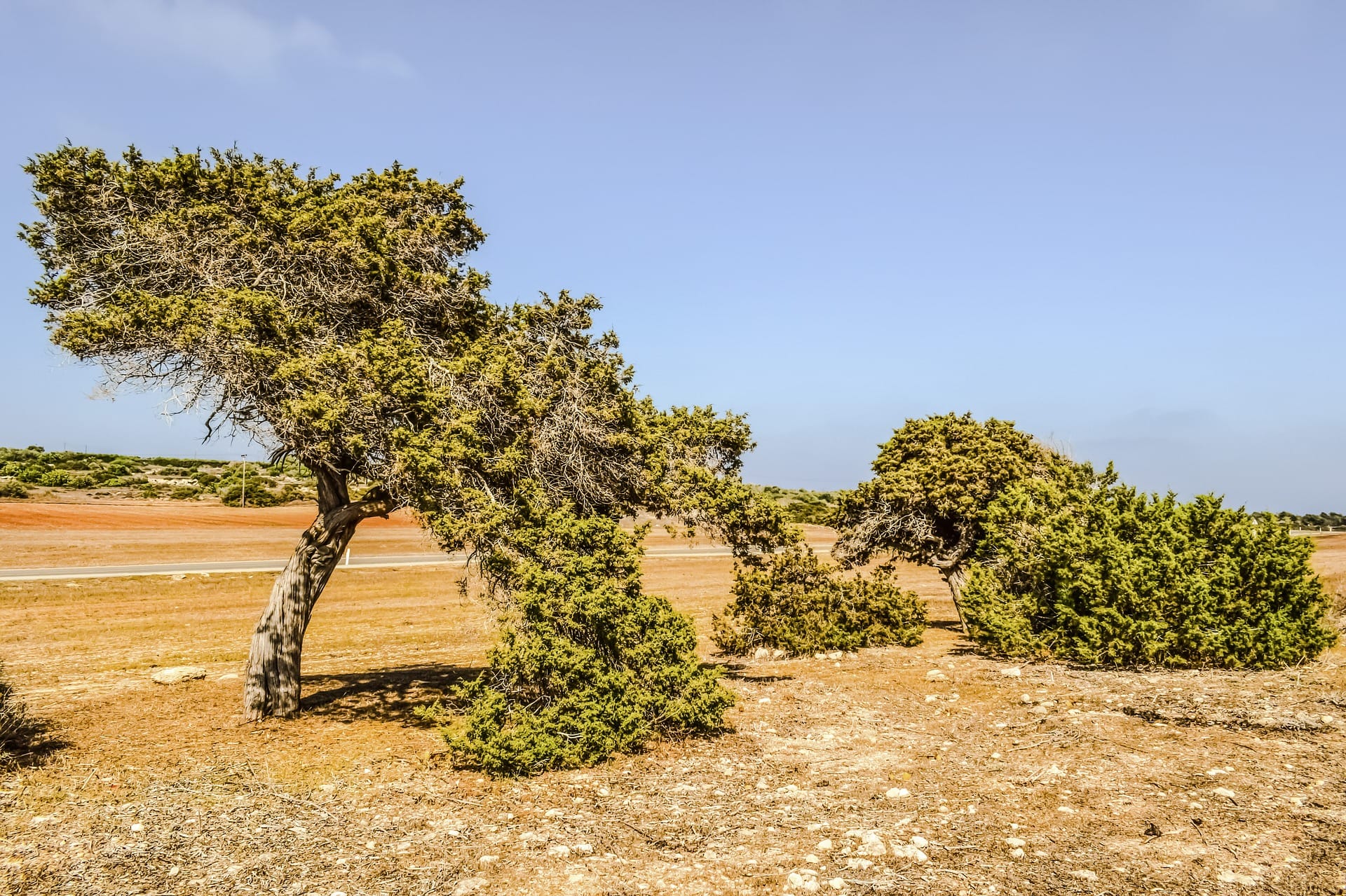 10 Various Species of Juniper Trees