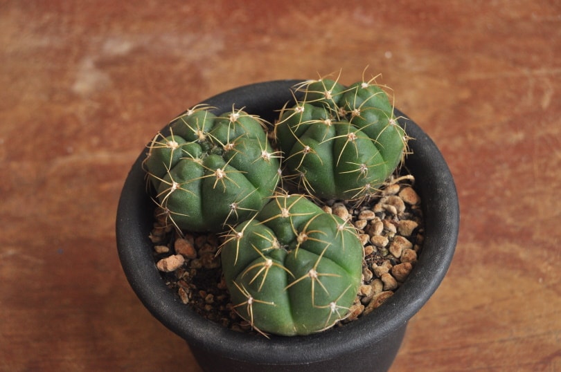16 Types of Cactus Flowers (with Pictures)