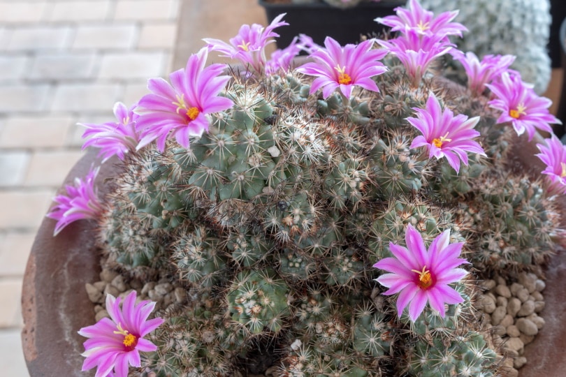 16 Types of Cactus Flowers (with Pictures)