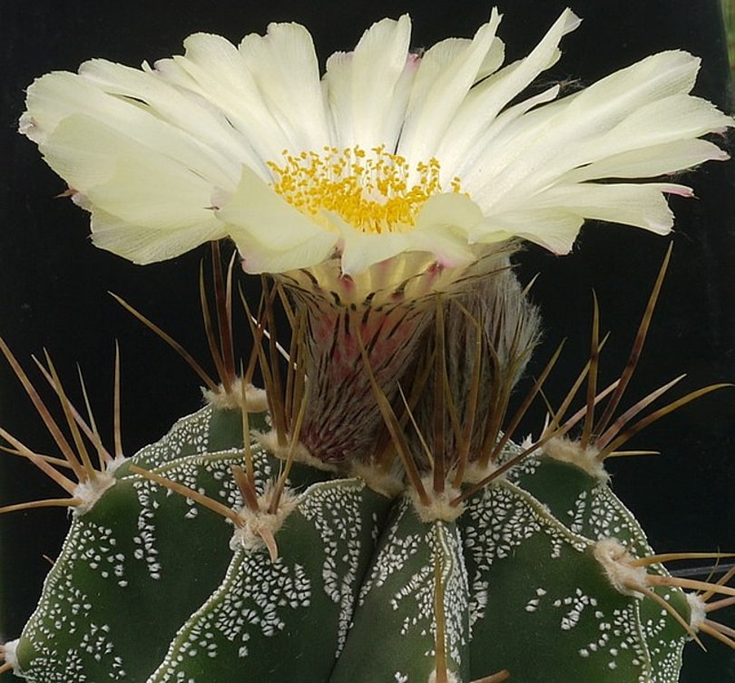 16 Types of Cactus Flowers (with Pictures)