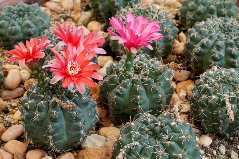 16 Types of Cactus Flowers (with Pictures)