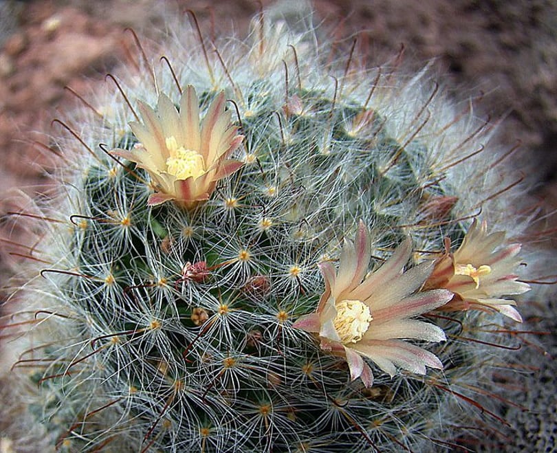 16 Types of Cactus Flowers (with Pictures)