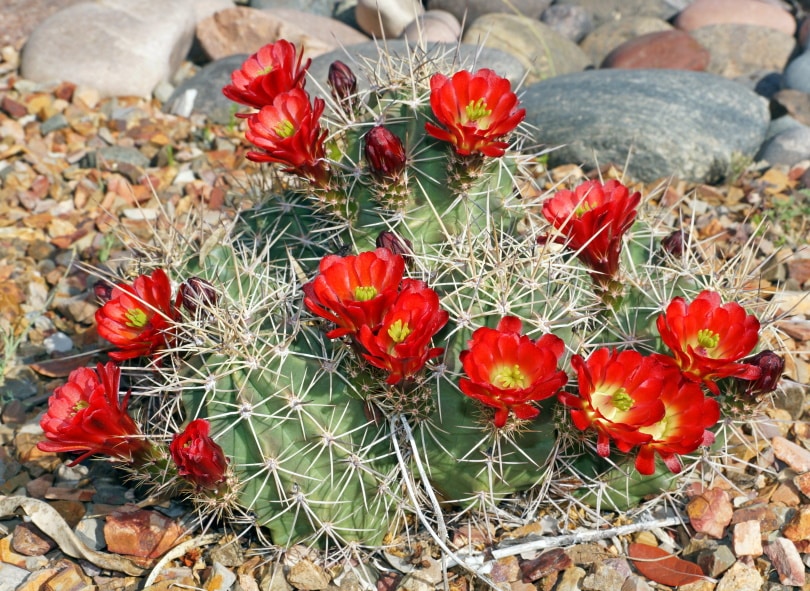 16 Types of Cactus Flowers (with Pictures)