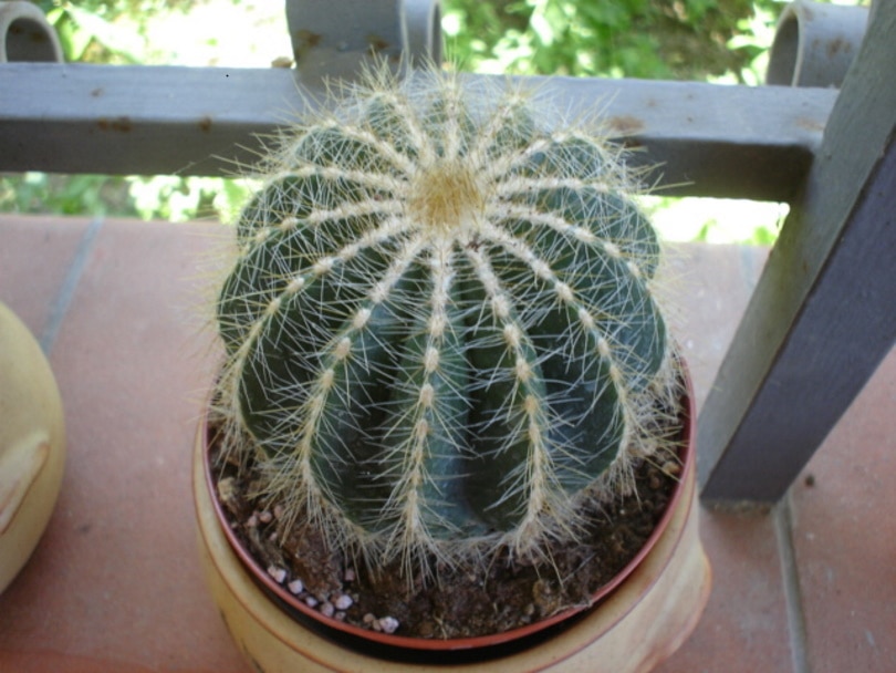16 Types of Cactus Flowers (with Pictures)