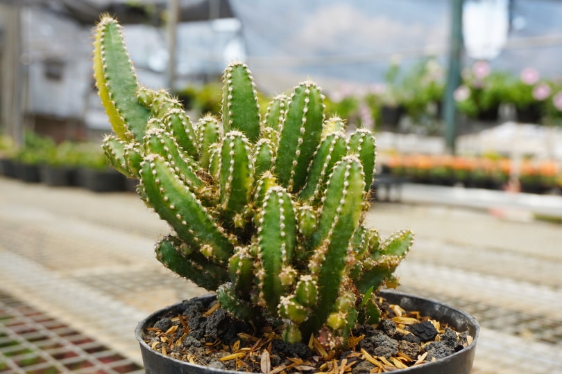 16 Types of Cactus Flowers (with Pictures)
