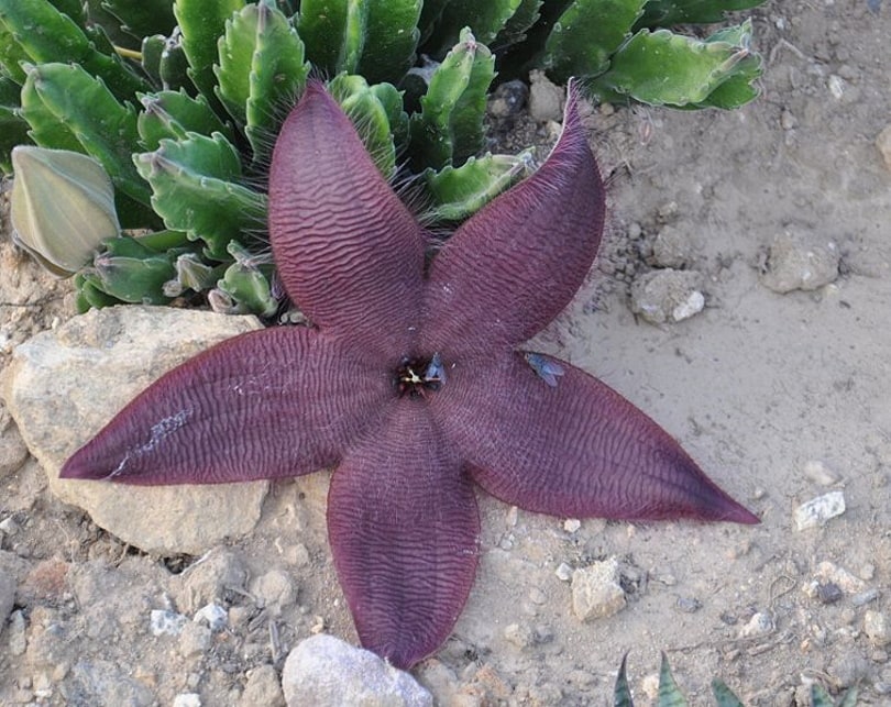 16 Types of Cactus Flowers (with Pictures)