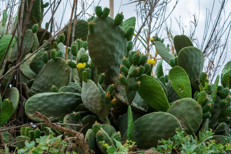 16 Types of Cactus Flowers (with Pictures)